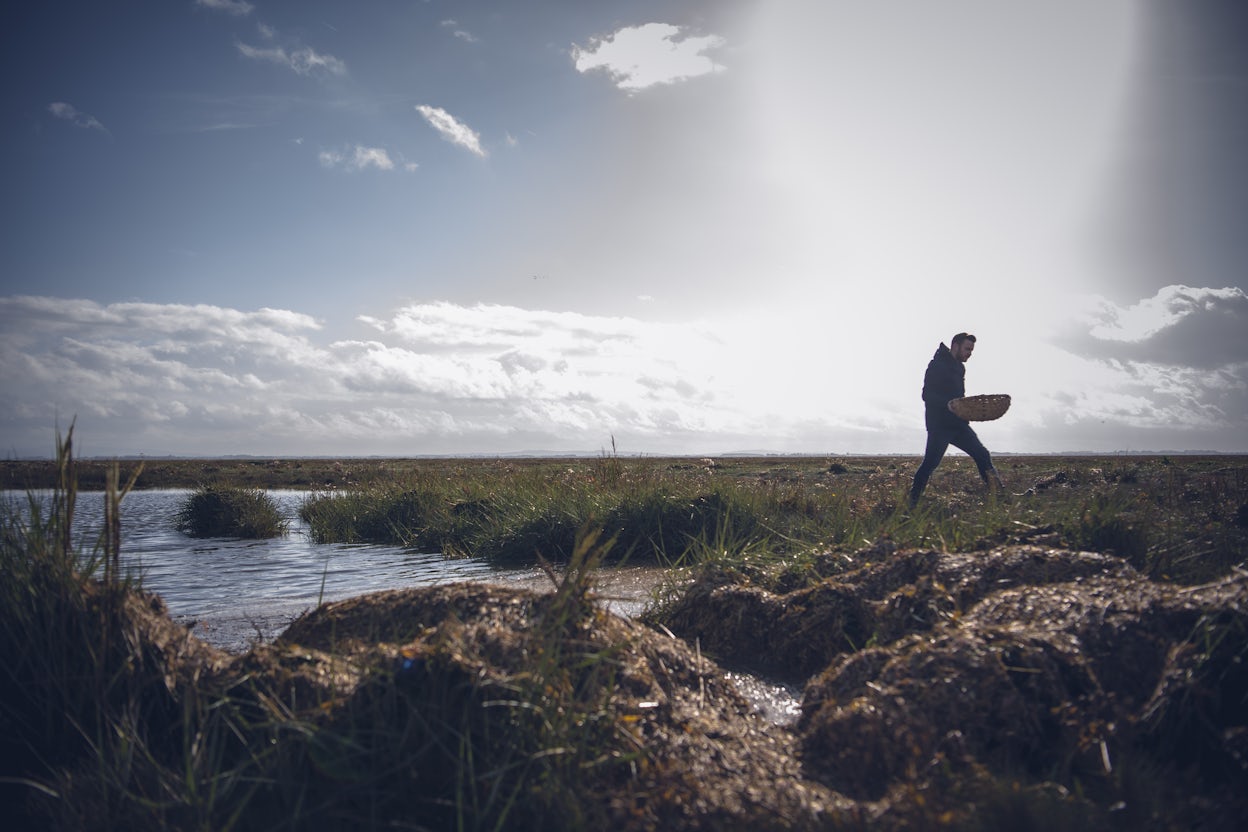 Kirk Haworth forages in a swamp on a sunny day.