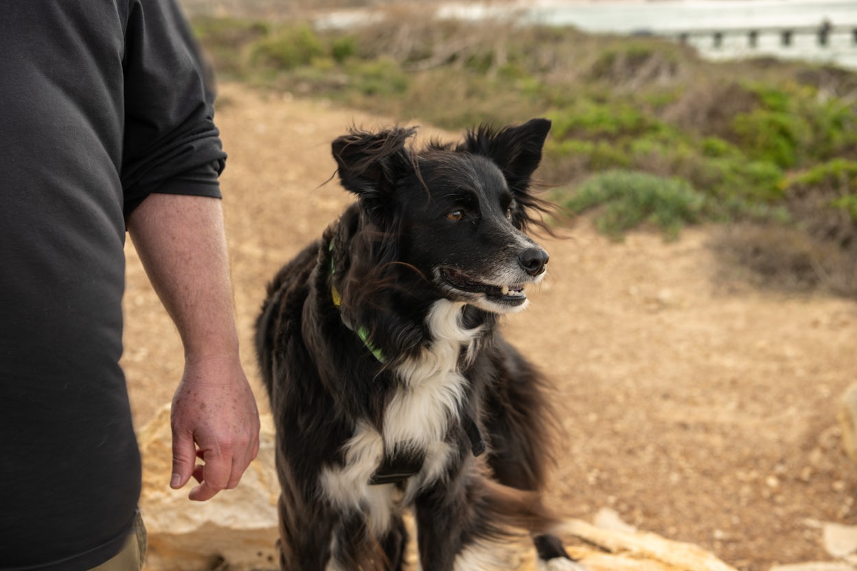 Stan's pet dog, a border collie named Twiggy, looks out to the ocean by Stan's side